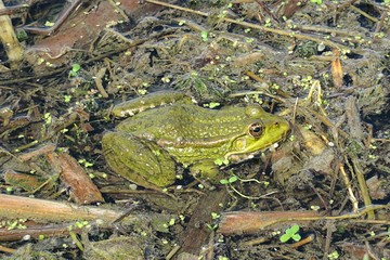 Green bullfrog in the pond, closeup 