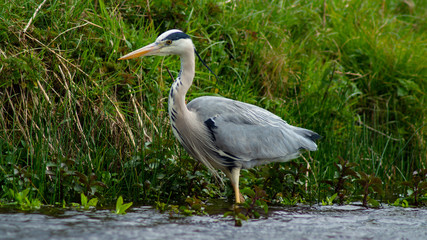Large Grey Heron, Ardeidae, Single Bird Close Up, eye line low angle water level view, searching for food on riverbank