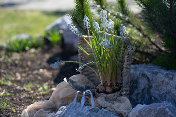 Planting bulbs of Muscari flowers in the garden