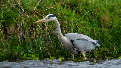 Large Grey Heron, Ardeidae, Single Bird Close Up, eye line low angle view