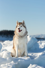 Cute, beautiful and happy Siberian husky dog sitting on ice floe and snow on the frozen sea and mountains background. © Anastasiia