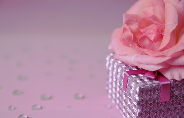 pink rose with gift box and water drops on a pink background, flat lay, space for text