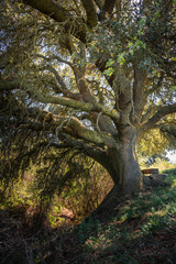 Millenary oak in the province of Segovia in the small town of Madriguera (Spain)