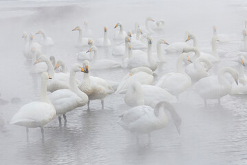 Whooper swans in Lake Kussharo