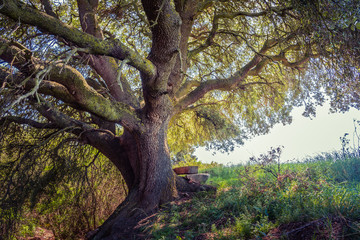 Millenary oak in the province of Segovia in the small town of Madriguera (Spain)