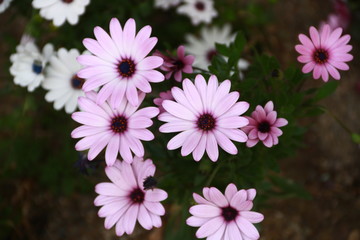  violette und weisse Blumen