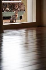 stray cute kitten cat at a temple Thailand