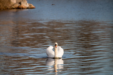 Cisne