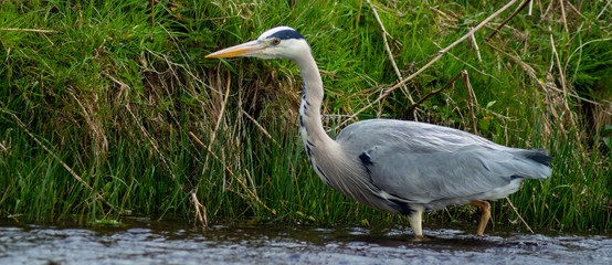 Large Grey Heron, Ardeidae, Single Bird Close Up, eyeline low angle view, searching for food on riverbank
