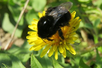 Black bumblebee on dandelion flower in the meadow, closeup