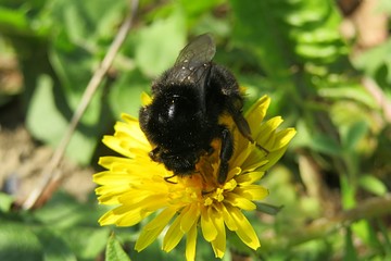 Bumblebee on dandelion flower in the meadow, closeup 