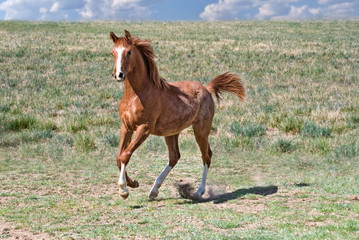 Obraz na płótnie Canvas Sorrel filly galloping in field