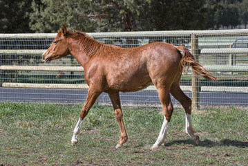 Fototapeta premium Pretty Sorrel Filly