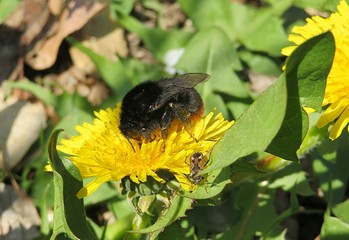 Bumblebee on dandelion flower in the garden, closeup