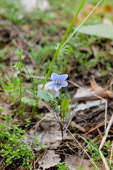Wild forest violet flowers