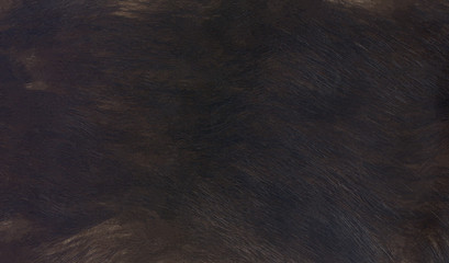 dark fur background