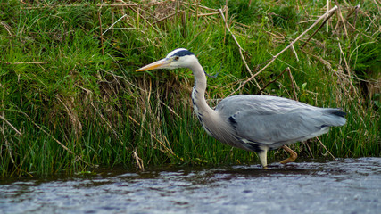Large Grey Heron, Ardeidae, Single Bird Close Up, eyeline low angle view, searching for food, fishing, on riverbank