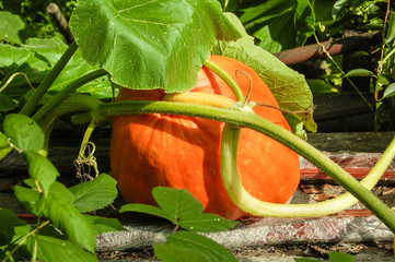 Orange pumpkin in green leaves