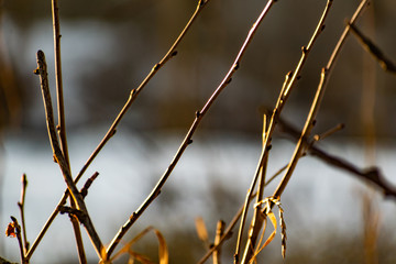 Young buds on thin twigs of small trees and shrubs, in the spring in the sunset sun in warm yellow and orange tones. Simple vegetation of the Rostov region.