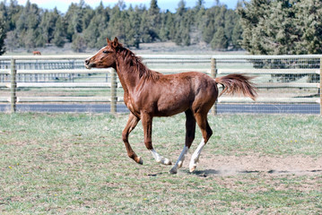 Galloping sorrel filly in pasture