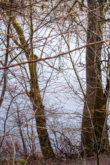 Trees and Lake Background.