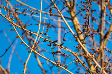 Young buds on thin twigs of small trees and shrubs, in the spring in the sunset sun in warm yellow and orange tones. Simple vegetation of the Rostov region.
