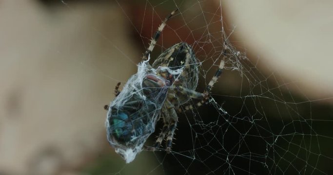 Macro, spider in web with fly