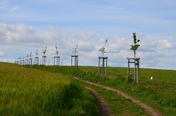 Baum anpflanzen am Feldrand - Jungbaum  - Baumschule 