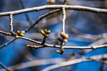 Young buds on thin twigs of small trees and shrubs, in the spring in the sunset sun in warm yellow and orange tones. Simple vegetation of the Rostov region.