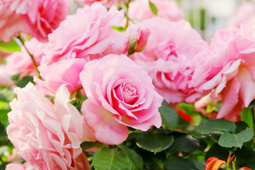 日本の植物園のピンク色のバラ