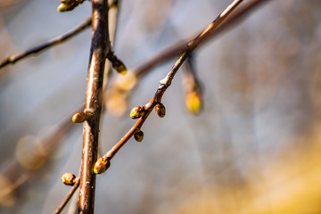 Young buds on thin twigs of small trees and shrubs, in the spring in the sunset sun in warm yellow and orange tones. Simple vegetation of the Rostov region.