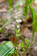 Lily of the valley blooms in forest