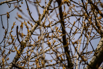 Young buds on thin twigs of small trees and shrubs, in the spring in the sunset sun in warm yellow and orange tones. Simple vegetation of the Rostov region.