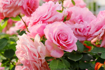 日本の植物園のピンク色のバラ
