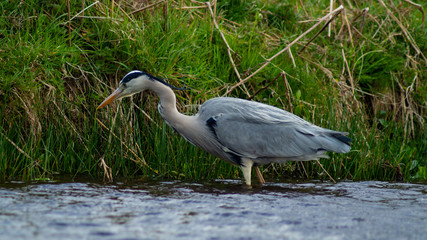 Large Grey Heron, Ardeidae, Single Bird Close Up, eyeline low angle view, searching for food, fishing, on riverbank