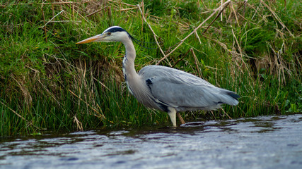 Large Grey Heron, Ardeidae, Single Bird Close Up, eyeline low angle view, searching for food, fishing, on riverbank