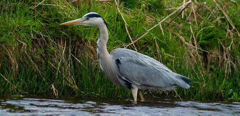 Large Grey Heron, Ardeidae, Single Bird Close Up, eyeline low angle view, searching for food on riverbank