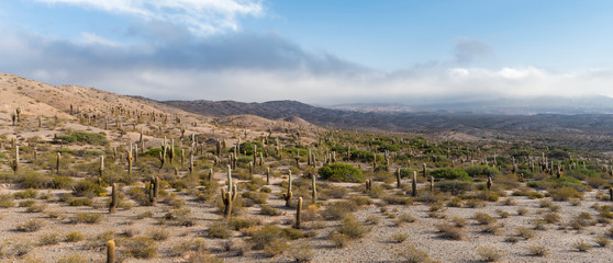 View of Los Cardones National Park