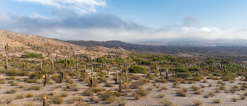 View of Los Cardones National Park