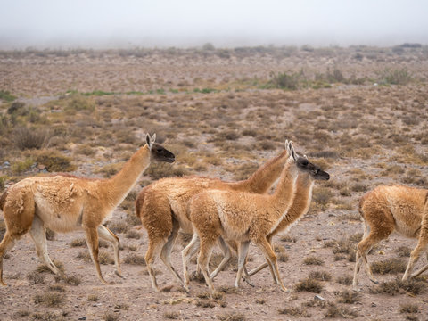 Group of guanaco in Los Cardones National Park