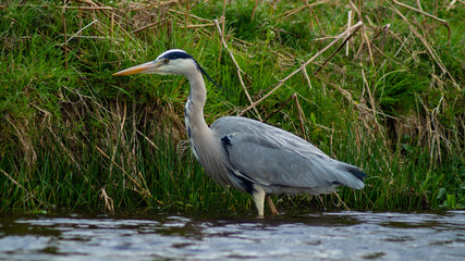 Large Grey Heron, Ardeidae, Single Bird Close Up, eyeline low angle view, searching for food on riverbank