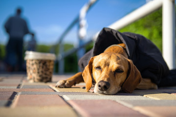 Lonely abandoned homeless hungry stray dog with grief face sitting on street in cold weared in...