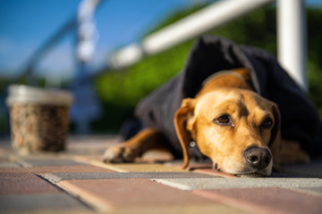 Lonely abandoned homeless hungry stray dog with grief face sitting on street in cold weared in...