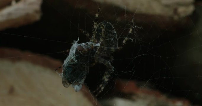 macro spider and fly in web