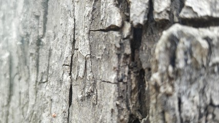 bark of a tree