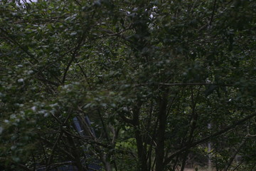 Obraz premium tree in the forest