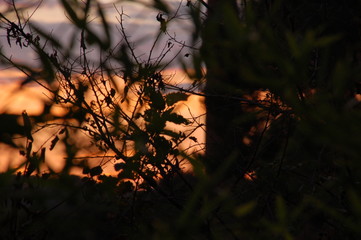 Sunset through bamboo