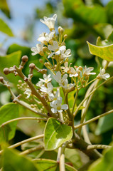 Young Candleberries and Blossoms