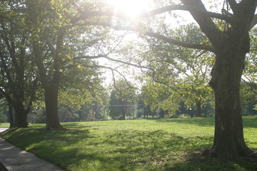 early morning in the park
