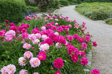 Blumenbeet im Pfingstrosen im Westpark München im Juni mit schönen Spazierwegen